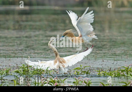 Pair of squacco herons ardeola ralloides fighting over grass reed plants in river water Stock Photo