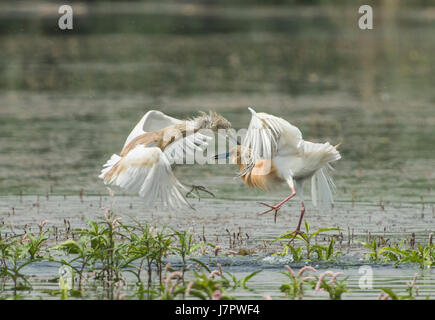 Pair of squacco herons ardeola ralloides fighting over grass reed plants in river water Stock Photo