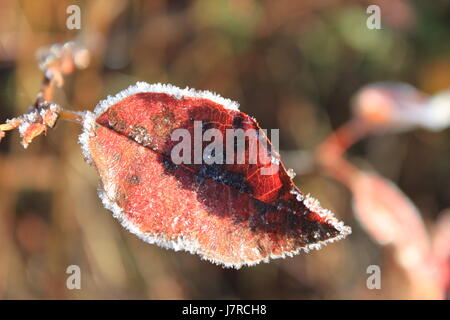 Frost on leaf at East Chezzetcook NS Stock Photo