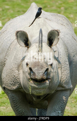 Indian Rhinoceros (Rhinoceros unicornis) greater one-horned rhinoceros. An endangered species in Kaziranga National Park, Assam, India. Stock Photo