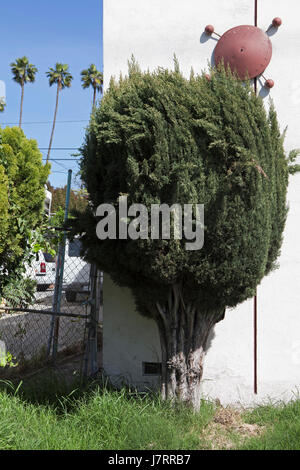 Cropped Italian cypress, wingding and palm trees on Virgil Avenue in Silver Lake Stock Photo