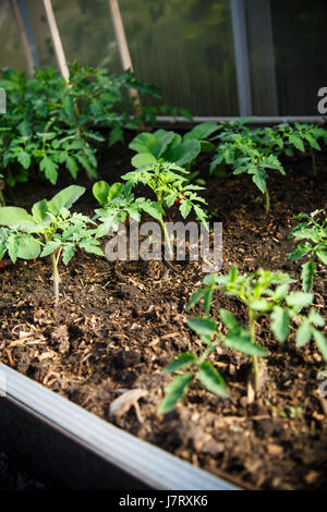 gruwth seedling tomato Stock Photo