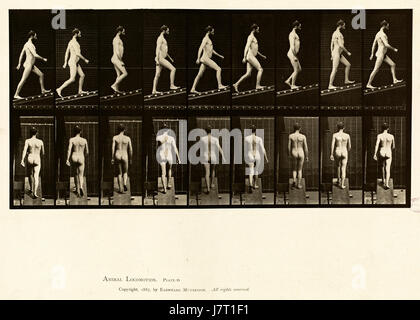 Animal locomotion. Plate 75 (Boston Public Library) Stock Photo