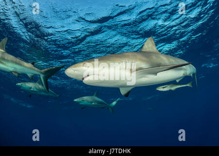 Caribbean Reef Shark, Carcharhinus perezii, Jardines de la Reina, Cuba Stock Photo