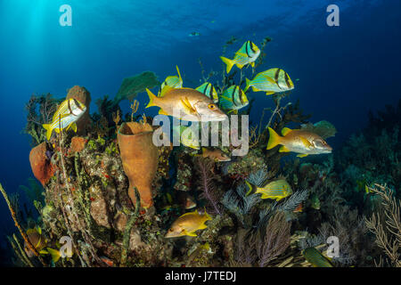 Shoal of Porkfish, Anisotremus virginicus, Jardines de la Reina, Cuba Stock Photo