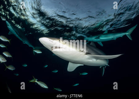 Silky Shark, Carcharhinus falciformis, Jardines de la Reina, Cuba Stock Photo