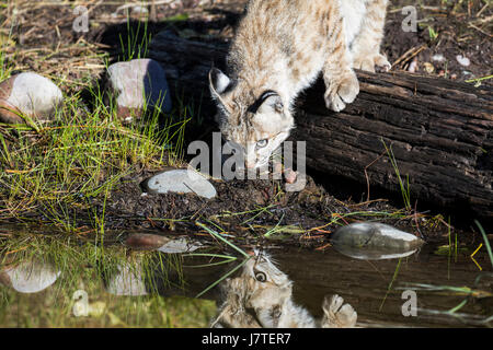 lynx rufus / Bobcat Stock Photo