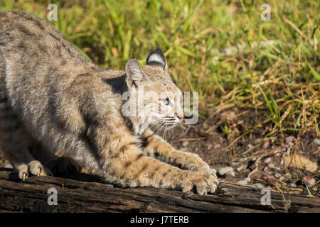 lynx rufus / Bobcat Stock Photo