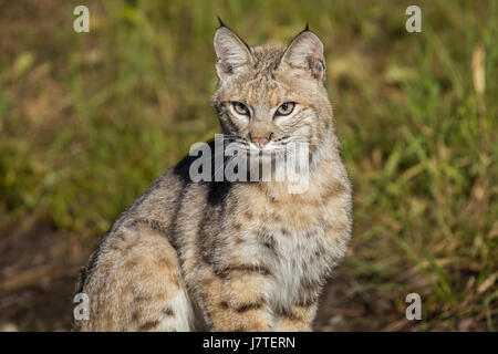 lynx rufus / Bobcat Stock Photo