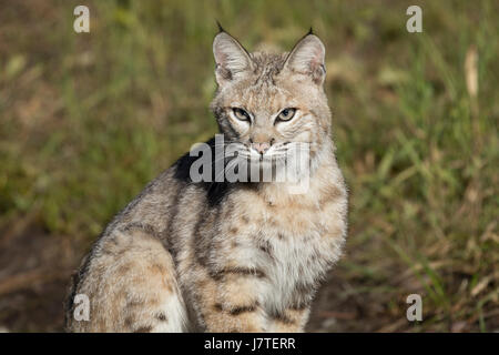 lynx rufus / Bobcat Stock Photo