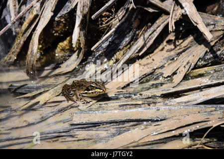 Coruna frog, Perez's Frog (Rana perezi, Rana ridibunda perezi) found submerged in pond water in Porto Santo Island, Portugal Stock Photo