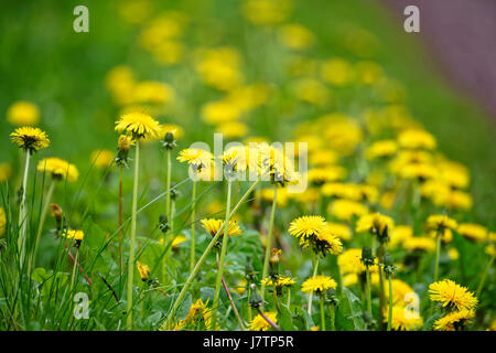 Summer flowers in front of a field of Deister,Germany. Stock Photo