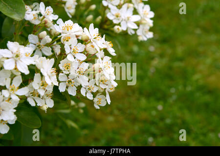 Fragrant white choisya flowers against green grass background - the shrub is also known as Mexican orange blossom or mock orange. Stock Photo