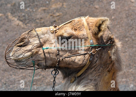 Portrait of  a camel, dromedary in Timanfaya National Park, Lanzarote, Spain, Europe Stock Photo