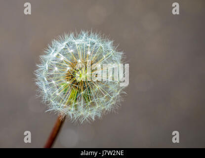 Close up of dandelion seed head clock with natural geometric patterns against blurred background, Scotland, UK Stock Photo