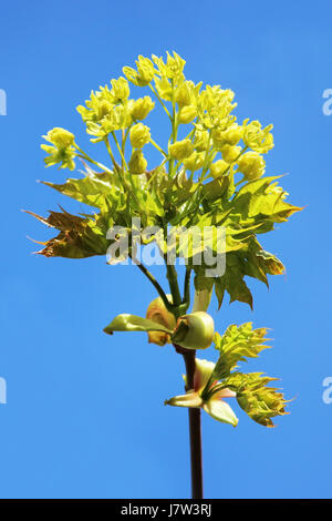Young buds of the maple bloom in the spring. Stock Photo