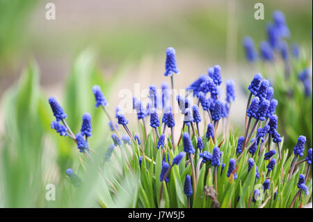 Close up of muscari flowers on flowerbed Stock Photo