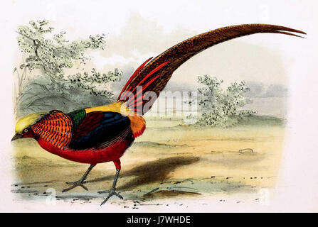Chrysolophus Pictus 1869 Stock Photo Alamy