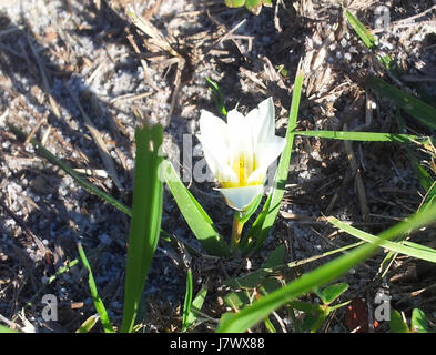 1 Romulea flava   Kenwyn Nature Park Cape Town Stock Photo