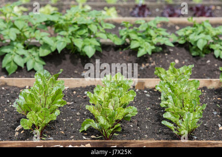 Young beetroot plants in a raised bed in rows planted in a vegetable garden Stock Photo