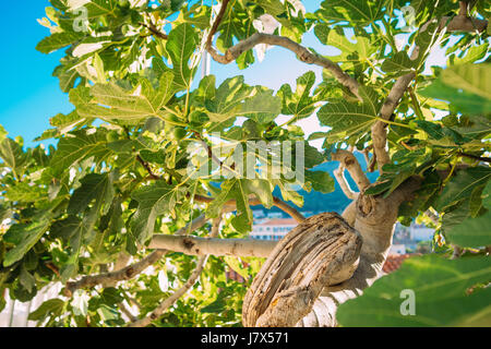 Fig trees, small fruits. Ripening figs on the tree. Stock Photo