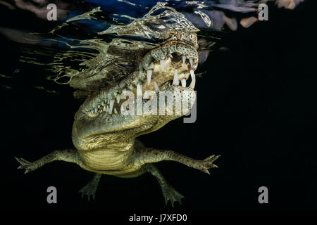 American Crocodile, Crocodylus acutus, Jardines de la Reina, Cuba Stock Photo