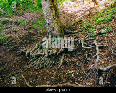 The roots of the tree above the ground. Flowers and plants in Mo Stock Photo