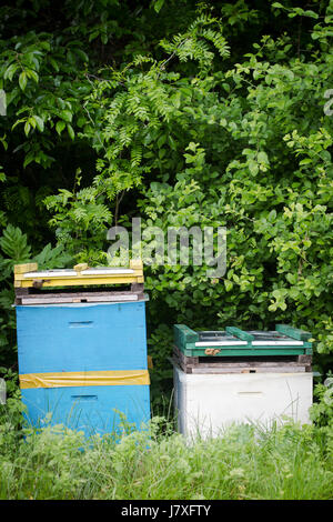 vertical front view of two beehives by the edge of a green forest Stock Photo