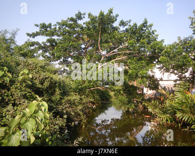 09926 Malolos River Districts City Nipa trees Bulacan Landmarks  24 Stock Photo