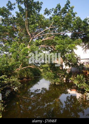 09926 Malolos River Districts City Nipa trees Bulacan Landmarks  25 Stock Photo