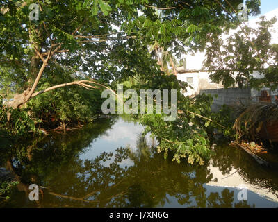 09926 Malolos River Districts City Nipa trees Bulacan Landmarks  26 Stock Photo