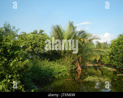 09926 Malolos River Districts City Nipa trees Bulacan Landmarks  32 Stock Photo