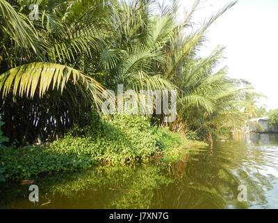 09926 Malolos River Districts City Nipa trees Bulacan Landmarks  48 Stock Photo