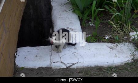 dirty little kitten meows while sitting on the ground Stock Photo
