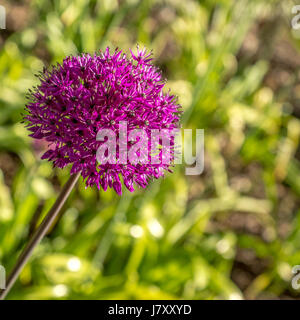 Bright pinkish purple Allium at the Rose Garden in Stanley Park Stock Photo