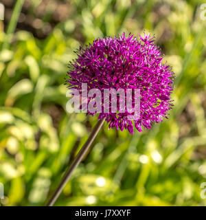 Bright pinkish purple Allium at the Rose Garden in Stanley Park Stock Photo