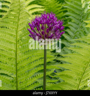 Pinkish purple Allium and swordferns at the Rose Garden in Stanley Park Stock Photo