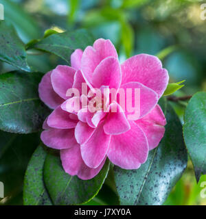 A very beautiful Japanese Camillia flower growing near the Rose Garden at Stanley Park in Vancouver BC Stock Photo