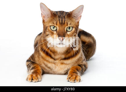 Bengal Cat Portrait Stock Photo