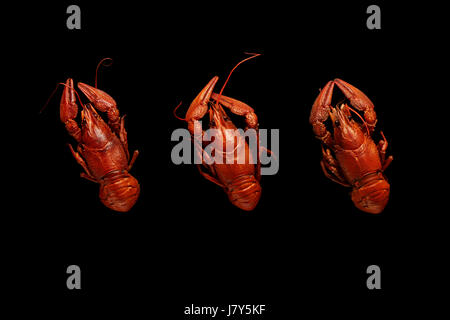 Three boiled crayfishes isolated on black background Stock Photo