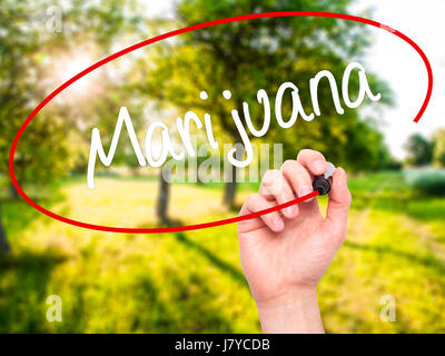 Man Hand writing Marijuana with black marker on visual screen. Isolated on nature. Business, technology, internet concept. Stock Photo Stock Photo