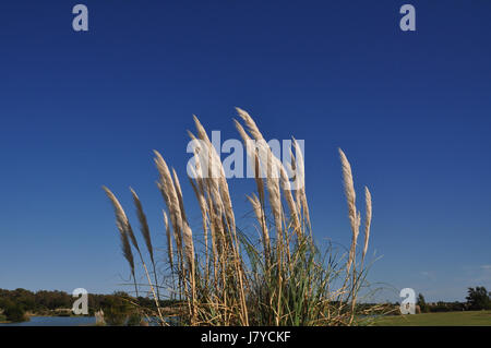 Feathery beige reeds blowing in wind on golf course in Carmelo, Uruguay on a beautiful fall day with blue skies Stock Photo