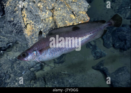 GREATER FORKBEARD. Phycis blennoides, Hake's Dame, Forked Hake Stock ...