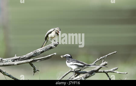 Pied Wagtail and the baby,  mother feeding baby, mother care Stock Photo