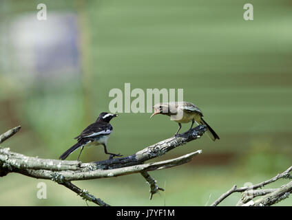 Pied Wagtail and the baby,  mother feeding baby, mother care Stock Photo