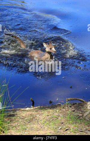 Eastern Gray Kangaroo, (Macropus giganteus), adult crossing brook, adult in the water, Merry Beach, Murramarang National Park Stock Photo
