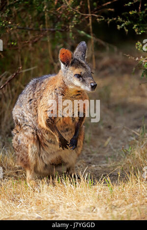 Tammar wallaby (Macropus eugenii), adult, sitting in meadow, Kangaroo Island, South Australia, Australia Stock Photo
