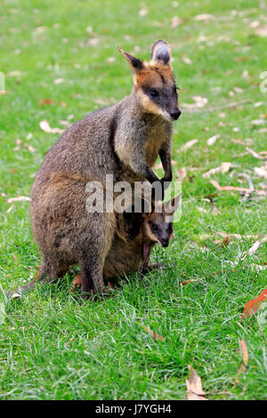 Agile Wallaby (Macropus agilis), adult with young animal, young animal looking out of bag, female, Cuddly Creek, Australia Stock Photo