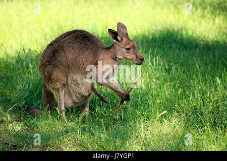 Eastern Gray Kangaroo (Macropus giganteus), adult female with eucalyptus bark, Mount Lofty, South Australia, Australia Stock Photo