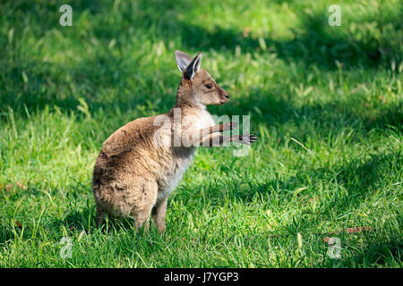 Eastern Gray Kangaroo (Macropus giganteus), young animal in a meadow, Mount Lofty, South Australia, Australia Stock Photo